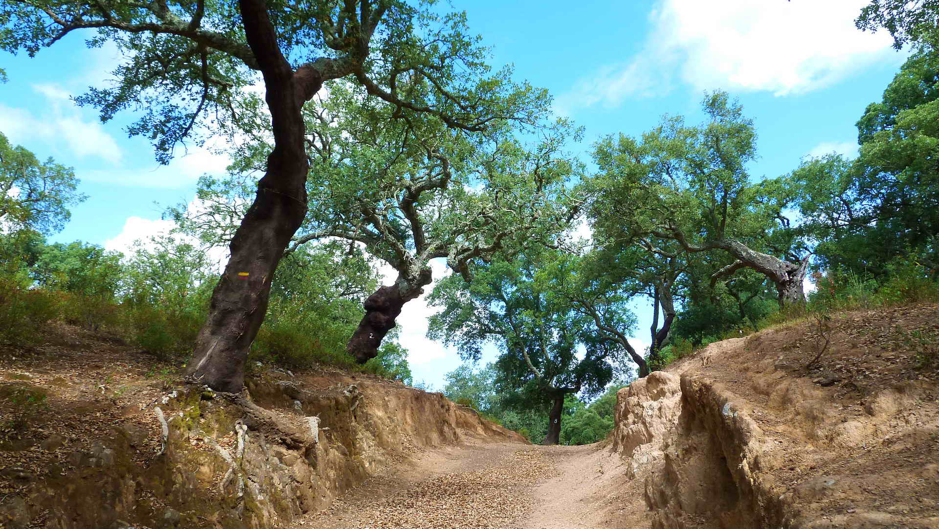 Cork Trees and Coast Guided Portugal Bike Tours