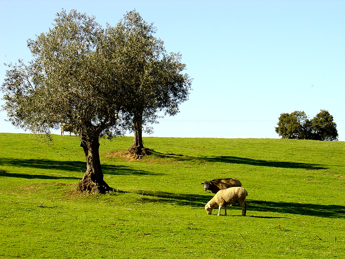 Portugal Bike Tours - Alentejo - Olive trees