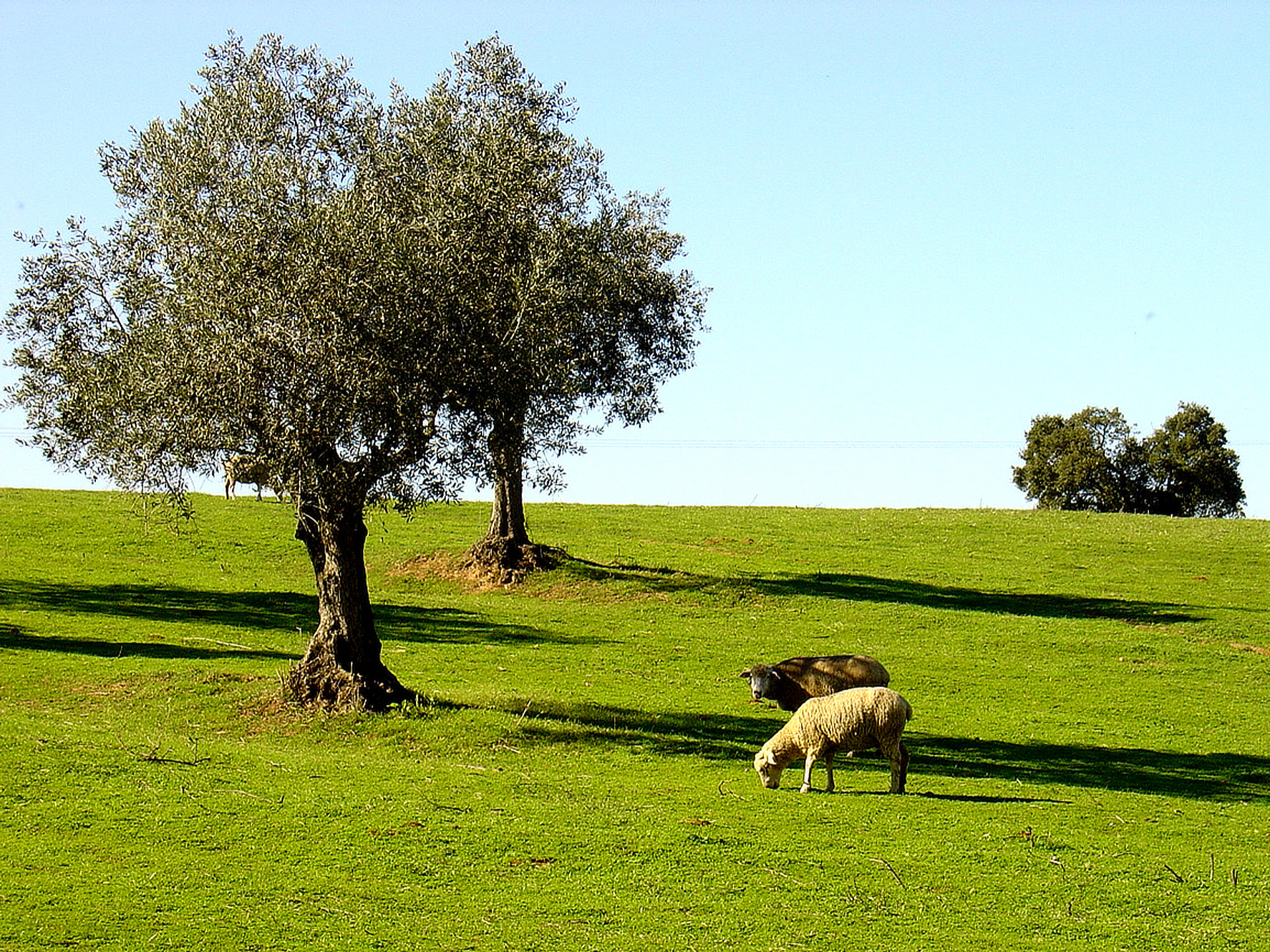 Portugal-Bike-Tours-Alentejo-Olive trees fields